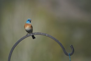 Our pretty bird.