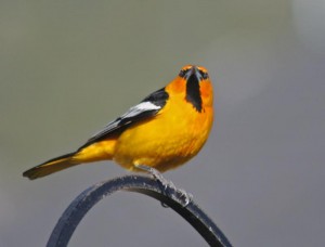 Bullock Oriole